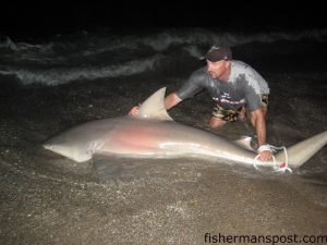 Clint Rouse, of Wilmington, with a 9' long, 250 lb. (estimated) bull shark he caught in the Fort Fisher surf on half a 30 lb. amberjack he paddled out from the beach in a kayak.