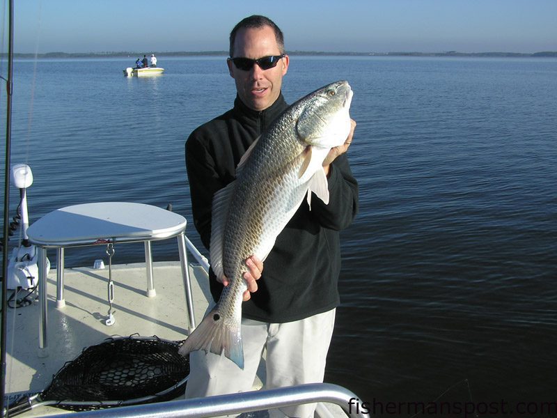 Joe Murphy, from Raleigh, with a 32” red drum he hooked in the sound near Morehad City on a Top Dog Jr. while fishing with Lee Padrick.