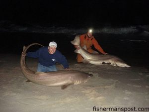 Justin Stewart and Jason Rosenfeld with the results of a double hookup in the Fort Fisher surf just before the sharks’ healthy release. The pair of 9’ sand tiger sharks fell for bluefish baits that the anglers kayaked out to a deep drop-off 200 yards off the sand. 