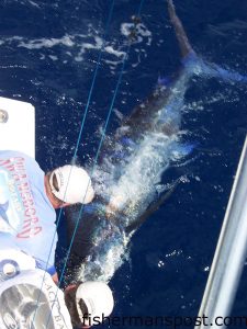 The "Reel Love" crew revives one of two blue marlin they released on the first day of the Swansboro Rotary Blue Water Tournament on their way to a second place finish.