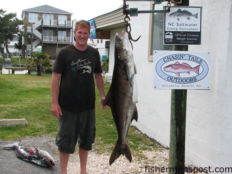 Ramon Singleton, from Newport, NC, with a 100 lb. cobia he hooked on a dead pogy in Beaufort Inlet. Though he’s gaffed a few, this triple-digit fish was the first one Singleton has reeled in. Weighed in at Chasin’ Tails Outdoors.