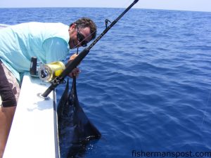 Capt. Chris Kimrey, of Mount Maker Charters, caught and released this estimated 125 lb. blue marlin in 660' of water off Morehead City. The blue fell for a horse ballyhoo under a a red/black Ilander.