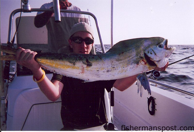 Brian Duffy, from Danburry, CT, holds a gaffer dolphin caught 5 miles past the Horseshoe on a purple/black Ilander with a ballyhoo. He was fishing with Matt Brooks and Steve Peloza on the 19' "Granny Kay."