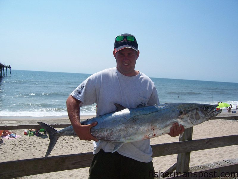 Dennis, of Island Tackle, reports that not many boats went offshore last week, but at least one found good dolphin action and some cobia 24 miles out of the inlet. Live pogies are fooling both the dolphin and cobes.