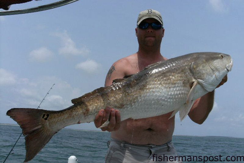 Brad Stoop, from Bertie County, NC, with a 41" bull red drum he hooked just off Bald Head Island. The red bit a live pogy on a Carolina rig while he was fishing with Capt. Brandon Dean of Southport Angler Outfitters.