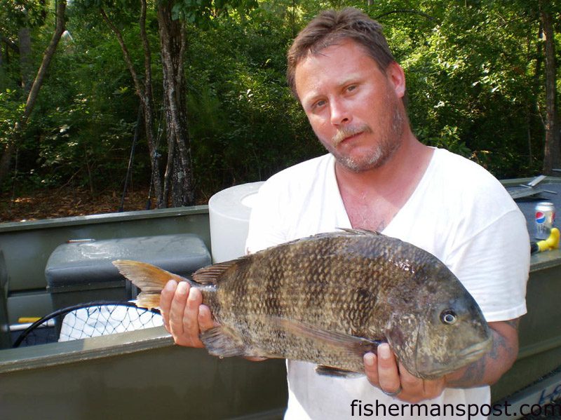 Adam Ezell with a 5 lb. sheepshed he hooked on a live pogy near Wrightsville Beach.