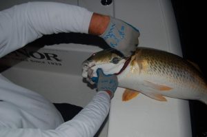 A 10/0 Owner circle hook found the corner of Eddie Hardgrove's red drum's mouth flawlessly courtesy of one of Capt. Charles Brown's drum rigs.