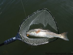 The EGO Net performs its job on a topwater red drum caught by one of Capt. Jot Owens’ clients.