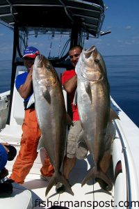 Mogi-son, from Japan, and Sami Ghandour, of Anglers Pro Shop, with a pair of 55" (est. 90 lb.) amberjacks they hooked and released while deep jigging in 280' of water off Wrightsville Beach. They were fishing with Capt. Mike Jackson of Live Line Charters.