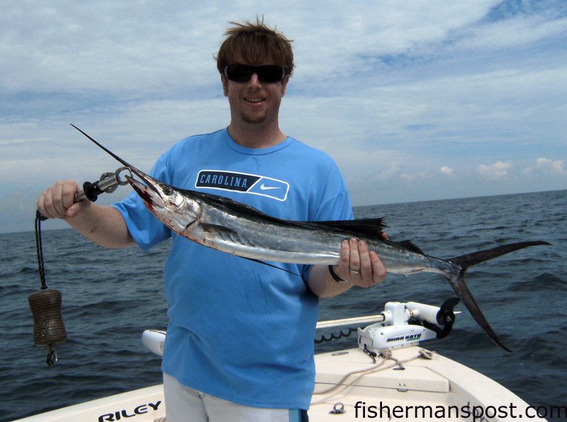 Cameron Spell, of Raleigh, with a mini-sailfish that fell for a live pogy 10 miles off Topsail Inlet while he was fishing with Capt. Mike Pedersen of No Excuses Charters.