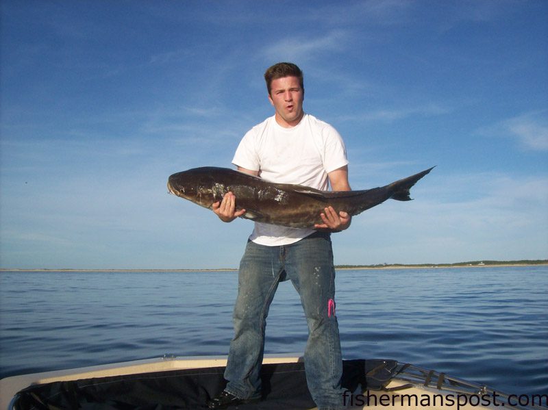 Kyle White, of Newport, NC, with a 54 lb. cobia he hooked on a live pogy on the east side of Cape Lookout while fishing with Chris Allen.