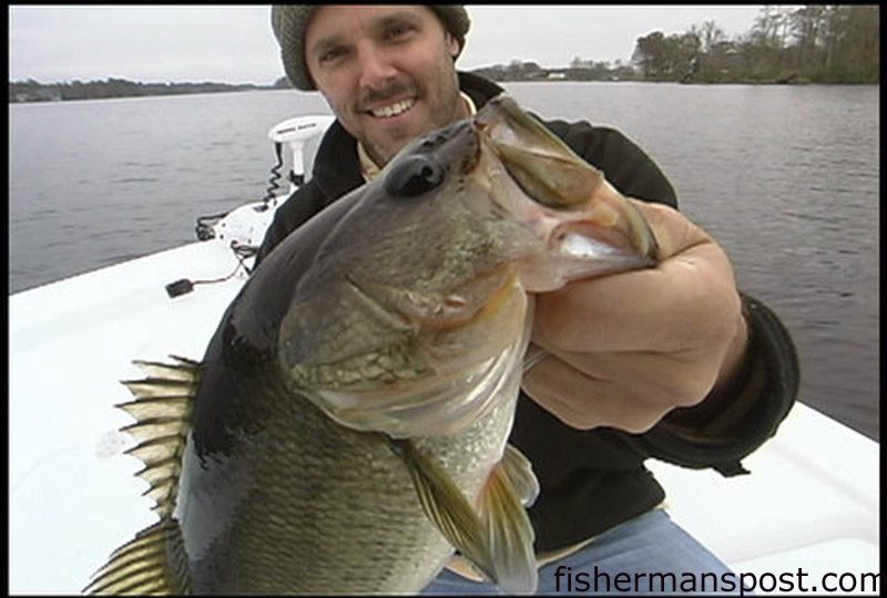 Gary Hurley, of Fisherman's Post, shows off a largemouth bass that was caught on a topwater just a few hundred yards from an earlier striper hookup. He was fishing the brackish waters near New Bern with Capt. Gary Dubiel of Spec Fever Guide Service.