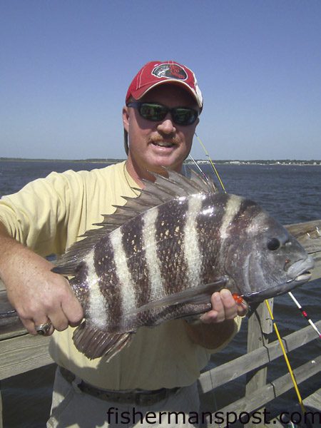 Cecil Clark, of Boiling Springs, NC, with an 8 lb., 11 oz. sheepshead that struck a live shrimp off a pier at Caswell Beach.