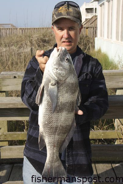 Chris Hagar with an 8 lb., 13 oz. black drum that he hooked on a crustacean while bottom fishing from Jolly Roger Pier.