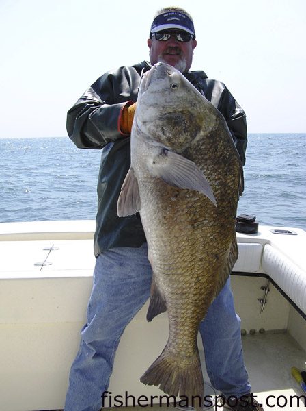 Terry Wright, of TW’s Tackle, with a hefty black drum he caught-and-released off Hatteras Inlet after sight-casting a white bucktail to a school of the big fish.