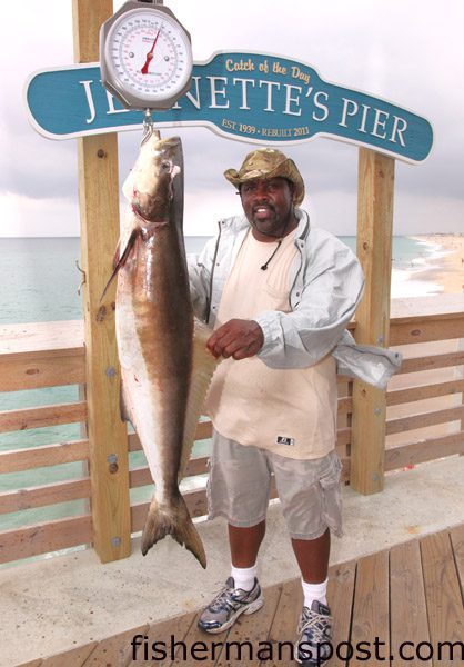 George Johnson, of Short Pump, VA, with a 35 lb. cobia that bit a live bluefish on a pin rig off the end of Jennettes Pier.