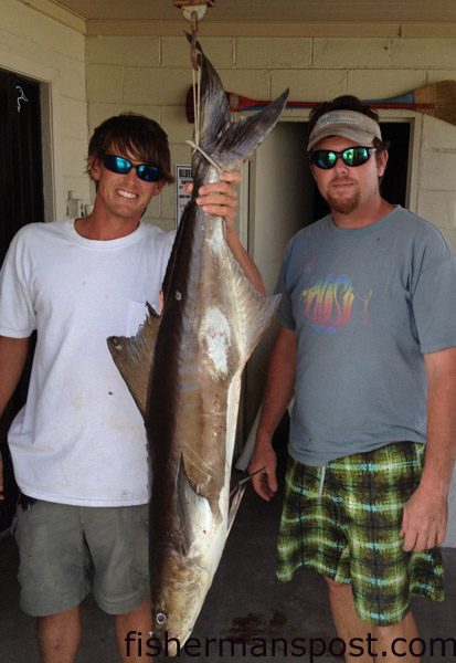 Tim Gallimore (angler) and Matt Owens with a 42 lb. cobia that bit a live pinfish at some nearshore structure off Shallotte Inlet and succumbed after a 3 hour battle on 12 lb. line.