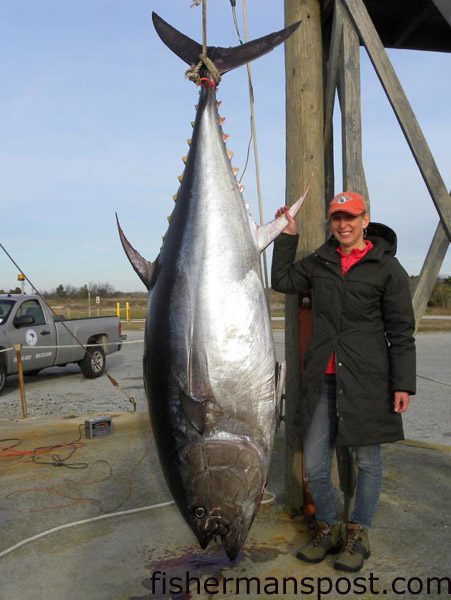 Jill Muller, from Connecticut, with a 102″, 609 lb. bluefin tuna that she hooked while trolling offshore of Oregon Inlet with Capt. Danny Wadsworth on the “Point Runner” Photo courtesy of TW’s Tackle.