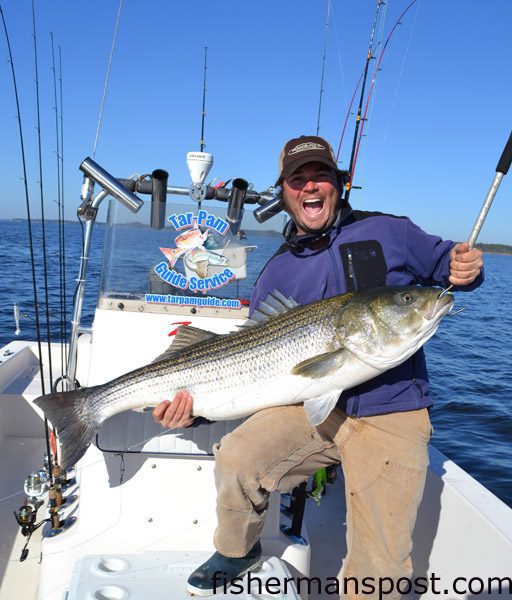 Capt. Richard Andrews, of Tar-Pam Guide Service, with a massive 49.75″ striped bass that inhaled a 6 oz. bucktail jig tipped with a 8″ curlytail grub in the Pamlico River, likely the largest striper ever landed on rod and reel in the area.