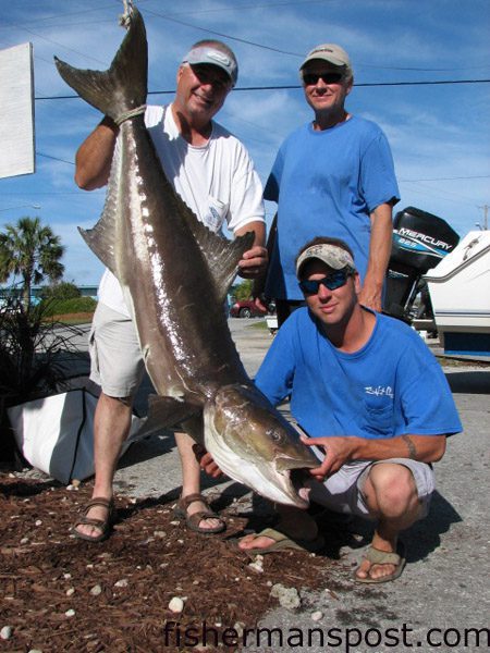 Joshua Hamby, Billy Woolard, and Phil Rawls, of New Bern, with a 91 lb. cobia that bit a bucktail jig in Beaufort Inlet. Weighed in at Chasin’ Tails Outdoors.