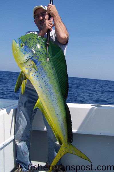 Tom Fetta, of Connecticut, with a stout bull dolphin that bit a ballyhoo under a purple Sea Witch while he was trolling the Gulf Stream near the Nipple. He was fishing out of Southport with Capt. Wally Trayah of Oak Island Fishing Charters.