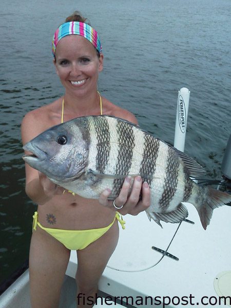 Shannon Clark with an 8 lb. sheepshead that bit a live fiddler crab near Wrightsville Beach while she was fishing with he husband, Capt. Rennie Clark of Tournament Trail Charters.