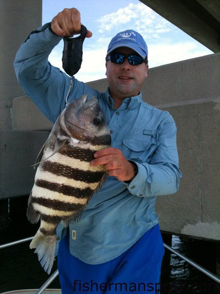 Slade Harvin, of Greenville, NC, with a 7.6 lb. sheepshead that bit a live fiddler crab under the Emerald Isle bridge. Weighed in at Dudley’s Marina.