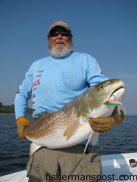 Capt. Dave Stewart with a 45″ red drum he caught and released in the lower Neuse River after it struck a D.O.A. Airhead soft plastic while he was fishing with Capt. Gary Dubiel of Spec Fever Guide Service.