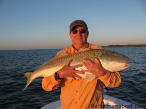 Bill Miller, of Knoxville, TN, with a citation red drum he landed after it struck a D.O.A. soft plastic under a popping cork while he was fishing the Neuse River with Capt. Gary Dubiel of Spec Fever Guide Service.