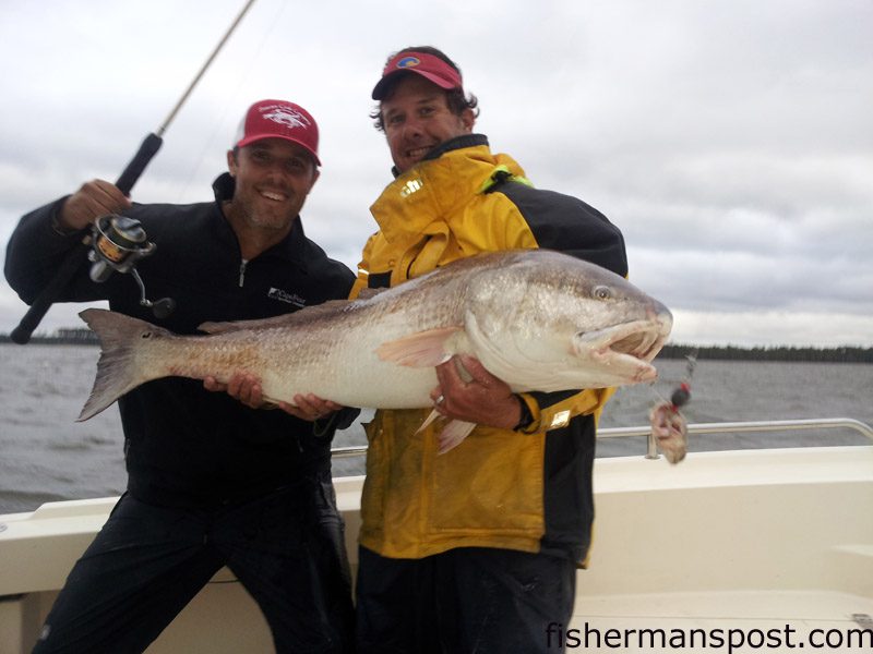 Fisherman’s Post Publisher Gary Hurley and Capt. George Beckwith, of Down East Guide Service, with a 49″ red drum they caught and released after it fell for a chunk of mullet in 13′ of water in the Neuse River near Oriental.