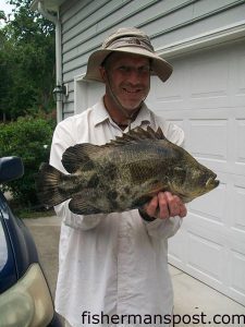 John Metzger with a tripletail that bit a live finger mullet in the Cape Fear River.