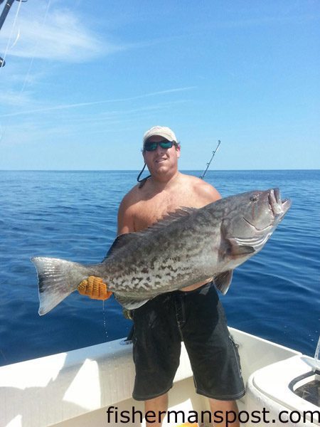 David Everhart with a 40 lb. gag grouper that he hooked on a live menhaden at some bottom structure in 120′ of water off Southport while fishing on the “Heat Seeker.”