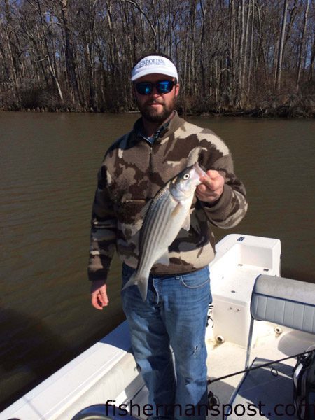 Mark Wilder, of Greenville, NC, with a striped bass that bit a Z-Man PaddlerZ soft bait in the lower Roanoke River.