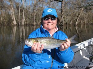 Michelle Dubiel with a shad she hooked while fishing the Neuse River near Vanceboro with Capt. Gary Dubiel of Spec Fever Guide Service.