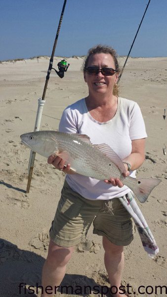 Kelly Goforth, of Concord, NC, with a 26″ red drum that bit a chunk of mullet in the Fort Fisher surf.