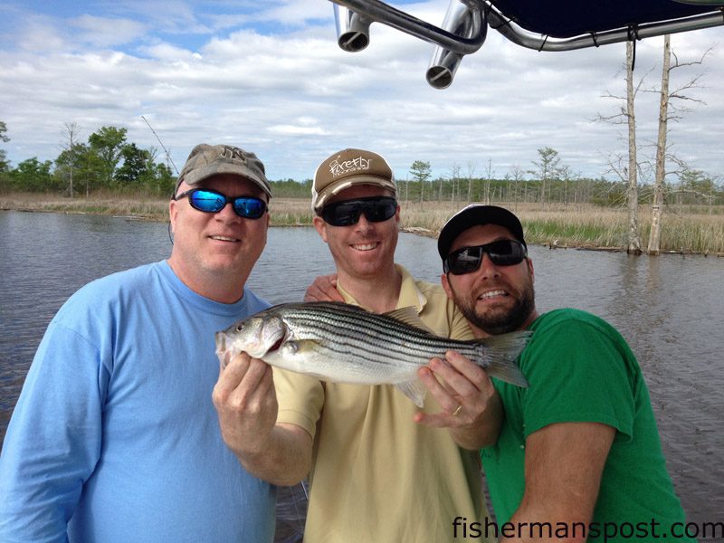 Cousin-In-Law Matt Worth (center), flanked by Uncle-In-Law Marty Worth and Brother-In-Law J.J. Khoury, with a (very) modest striper caught on a shore line using a bright yellow Saltwater Assassin swim bait.