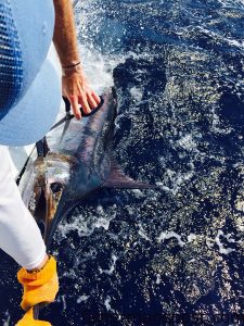 Robert McNeill and Adam Prince prepare to release a 175 lb. class blue marlin that earned the "Safari" team 400 points and the win in the Boy Scout Gulf Stream Open, held May 7-10 out of Wrightsville Beach Marina. The blue bit a pink trolling plug and was battled to the boat by Matt Bork.