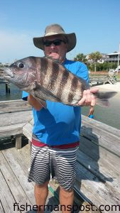 Paul Gilbert, of Wrightsville Beach, with a 7.4 lb. sheepshead that bit a sandflea off a dock in Banks Channel.