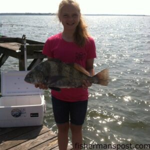 Gabrielle Pender (age 12), of Rosewood, NC, with a 6 lb. black drum that struck a sand flea under the Hwy. 172 bridge at Sneads Ferry.