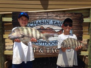 J.T. Coley and Tom Deloache with a pair of sheepshead they hooked near a local bridge on live fiddler crabs and sea urchins. Photo courtesy of Chasin' Tails Outdoors.