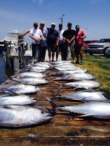 Ron Rhinders and friends from NY with a large catch of yellowfin tuna they hooked while trolling south of Oregon Inlet near the Point with Capt. Dave Peck on the "Skiligal" out of Oregon Inlet Fishing Center.