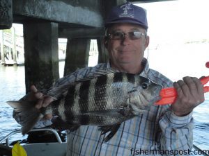 Charles Fritz, from Hickory, NC, with a sheepshead that bit a live crab at some ICW structure at Wrightsville Beach.