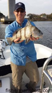 Nate Snyder, of Woodburn, IN, with a black drum that bit shrimp near the Sunset Beach bridge while he was fishing with his father and daughters.