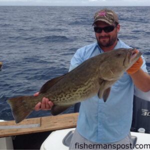 Keith Harabin, of Winnabow, NC, with a 13 lb. gag grouper that bit a live menhaden at some bottom structure off Wrightsville Beach while he was fishing with Capt. Mike Jackson of Live Line Charters.