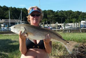 Kim Fela, of Carolina Beach, with a 31" red drum that bit a live finger mullet in Snows Cut.