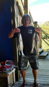 Richard Walton, of Seaview Pier, with a limit of speckled trout he hooked on live shrimp while fishing from the pier in early July.