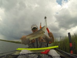 Brian O'Hara with a 25" red drum that struck a frozen finger mullet in a Bear Island marsh while kayak fishing with his wife.