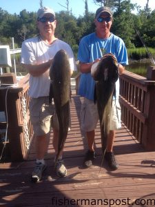 Jamie Sledge and Jimmy Curd, of Lexington, NC, with 25 and 30 lb. cobia that they hooked near the Horseshoe while fishing on the "Just In Time." One cobe fell for a squid and the other bit a Blue Water Candy Roscoe jig.