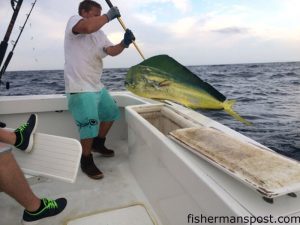 Mate Jeffrey Keifer, of the charterboat "Longer Days" out of Teach's Lair Marina, and a bull dolphin on its way to the fish box.