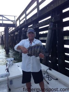 Dennis Perkerson with a citation sheepshead that bit a live fiddler crab under Snows Cut bridge.